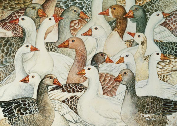 Patchwork Geese  from Ditz 