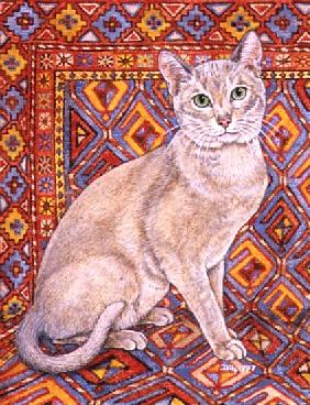 Abyssinian Carpet-Patch