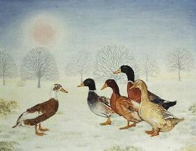Winter-Ducks