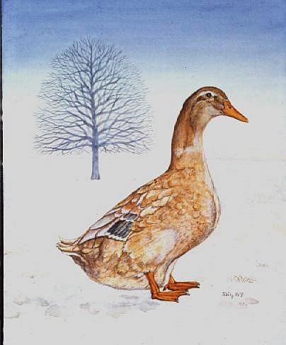 Winter-Duck from Ditz 