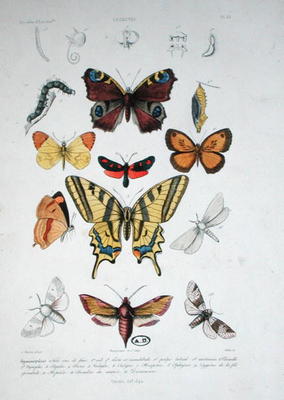 Various butterflies, from 'Dictionnaire Elementaire d'Histoire Naturelle', engraved by Felix, 1842 ( from A. Baron