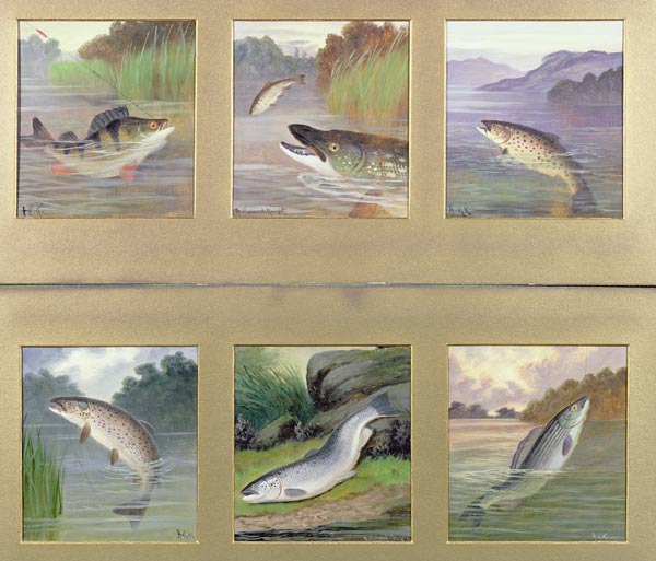 Selection of Fish Paintings from A. Roland Knight