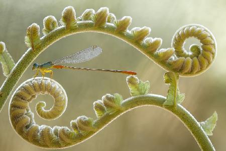 Damselfly und Farne