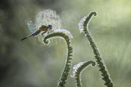 Libelle und Wildblumen