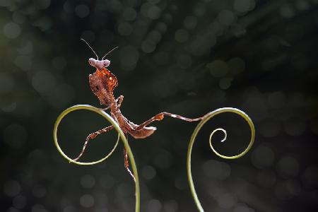 Mantis fotogen