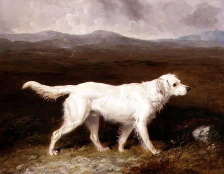 Charles Brett's White English Setter 'Sam' in a Moorland Landscape from Abraham Cooper