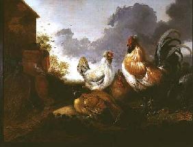 Poultry in a farmyard