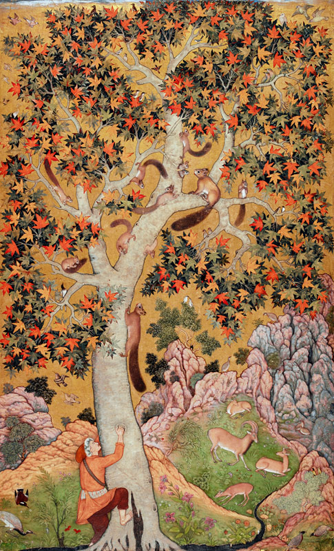 Johnson Album I, No.30 Squirrels on a plane tree, Mughal from Abu'l Hasan