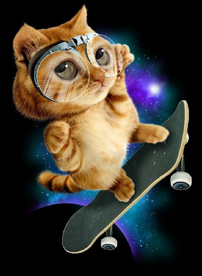 Katze auf Skateboard