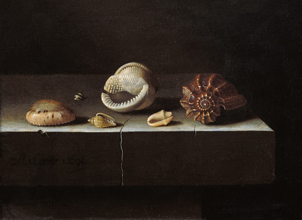Six Shells on a Stone Shelf from Adrian Coorte
