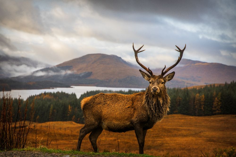 Scottish Stag from Adrian Popan