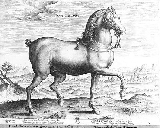 Equus Germanus from (after) Jan van der (Joannes Stradanus) Straet
