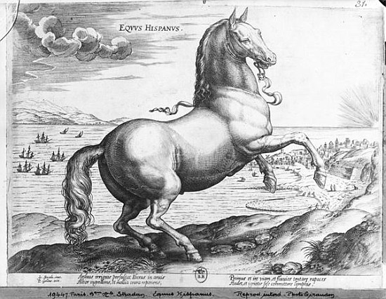 Equus Hispanus from (after) Jan van der (Joannes Stradanus) Straet