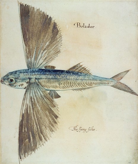 Flying-Fish from (after) John White