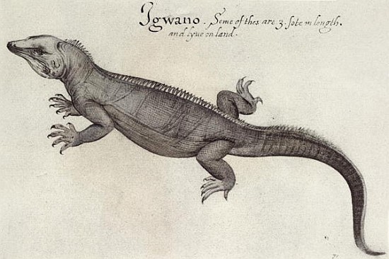 Iguana from (after) John White