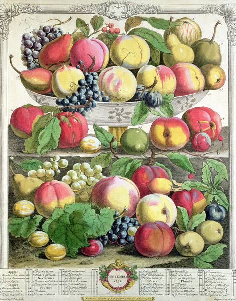 September, from ''Twelve Months of Fruits'', Robert Furber (c.1674-1756) ; engraved by  Henry Fletch from (after) Pieter Casteels