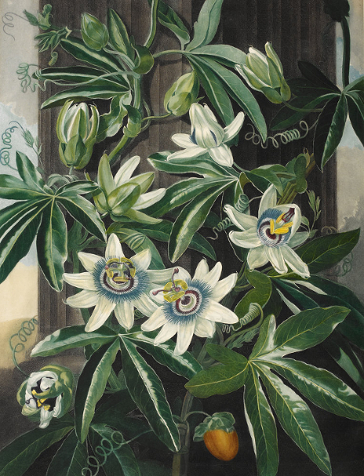 Passion Flowers from (after) Robert John Thornton