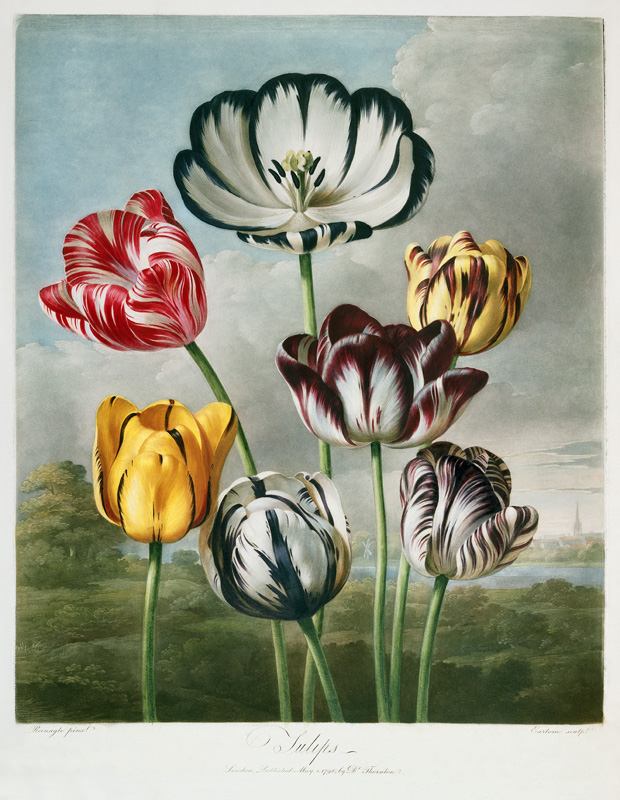 Tulips from (after) Robert John Thornton