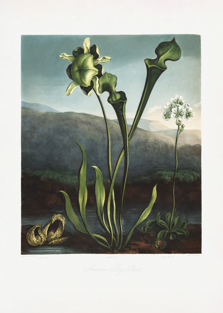 Amerikanische Moorpflanzen aus dem Tempel der Flora (1807) from (after) Robert John Thornton
