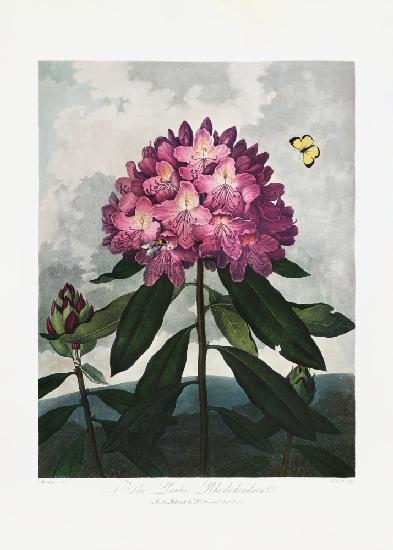 Der pontische Rhododendron aus dem Tempel der Flora (1807)