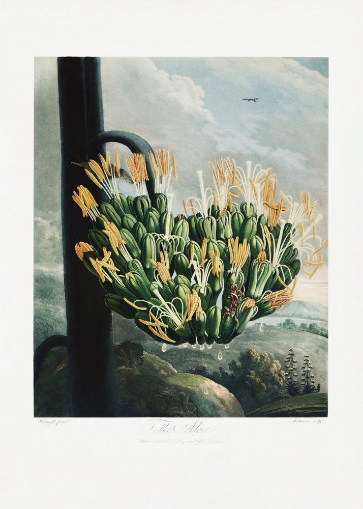 Die Aloe aus dem Tempel der Flora (1807) from (after) Robert John Thornton