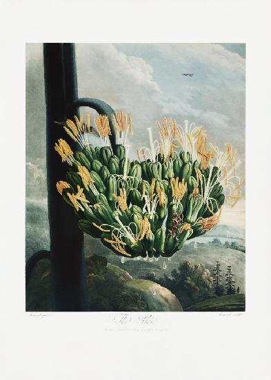Die Aloe aus dem Tempel der Flora (1807)