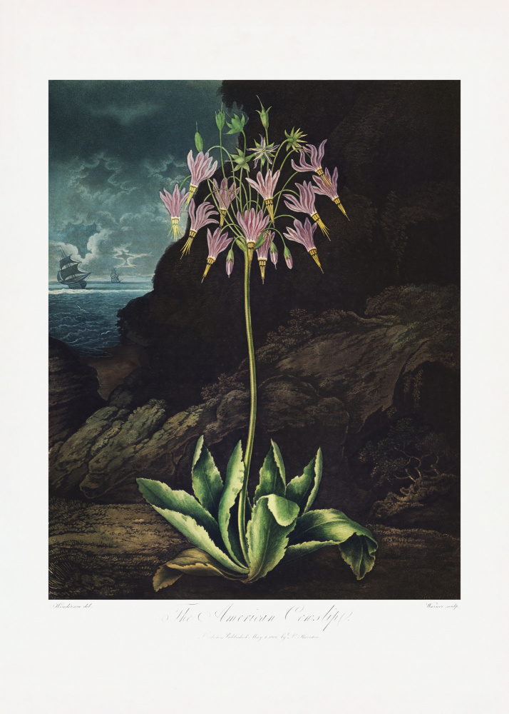 Die Amerikanische Schlüsselblume aus The Temple of Flora (1807) from (after) Robert John Thornton