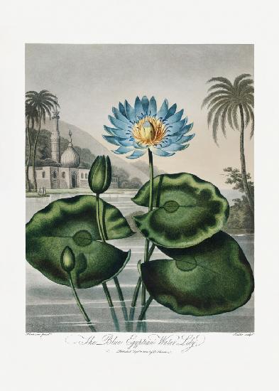 Die blaue ägyptische Seerose aus dem Tempel der Flora (1807)