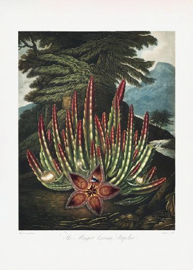 Die madentragende Stapelia aus dem Tempel der Flora (1807)