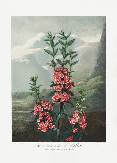Die schmalblättrige Kalmia aus dem Tempel der Flora (1807)