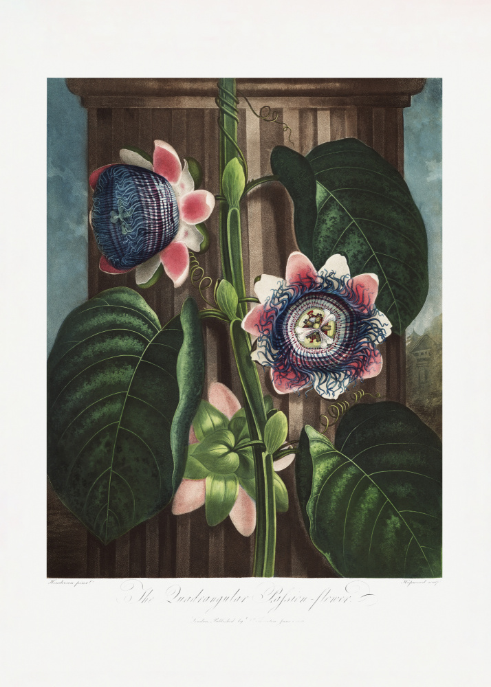 Die viereckige Passionsblume aus dem Tempel der Flora (1807) from (after) Robert John Thornton