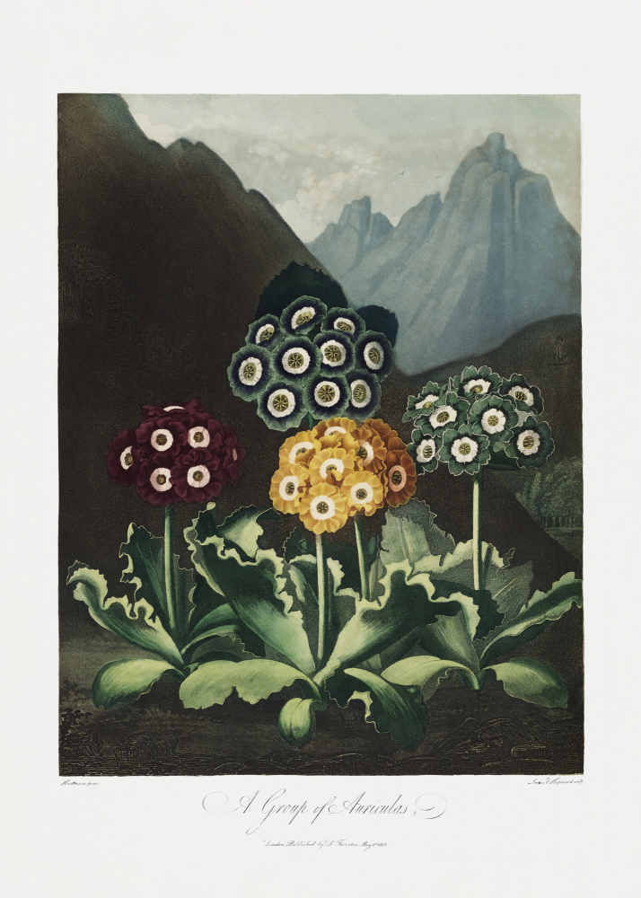 Eine Gruppe von Aurikeln aus dem Tempel der Flora (1807) from (after) Robert John Thornton