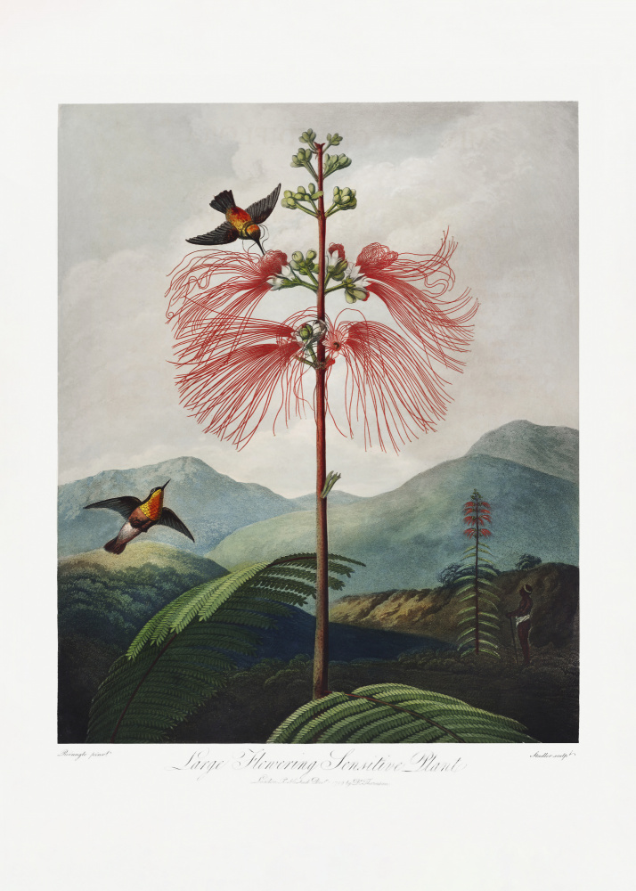 Großblühende empfindliche Pflanze aus dem Tempel der Flora (1807) from (after) Robert John Thornton