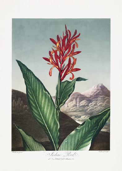Indisches Schilfrohr aus dem Tempel der Flora (1807)