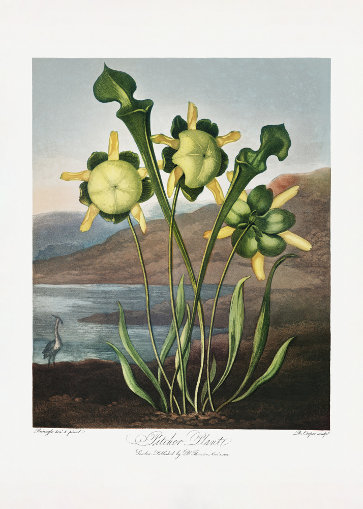 Kannenpflanze aus dem Tempel der Flora (1807) from (after) Robert John Thornton