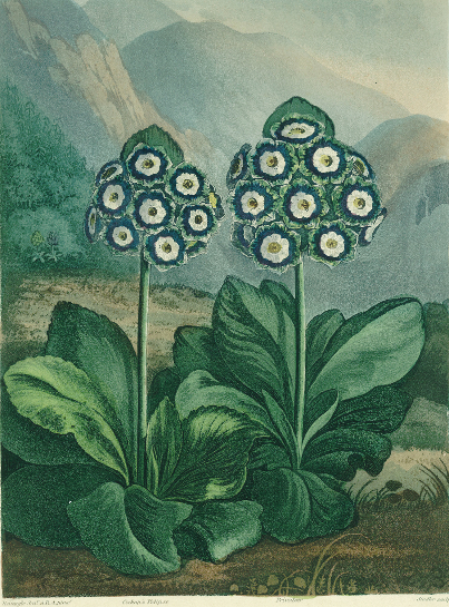 Primrose: Primula auricula, engraved by Sutherland, from Robert Thornton's "Temple of Flora" 1807, c from (after) Robert John Thornton