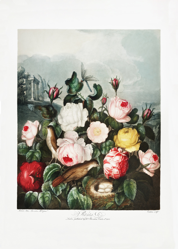 Rosen aus dem Tempel der Flora (1807) from (after) Robert John Thornton
