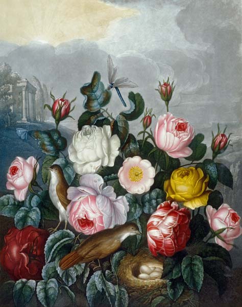 Roses / Aquatint after Thornton 1805 from (after) Robert John Thornton
