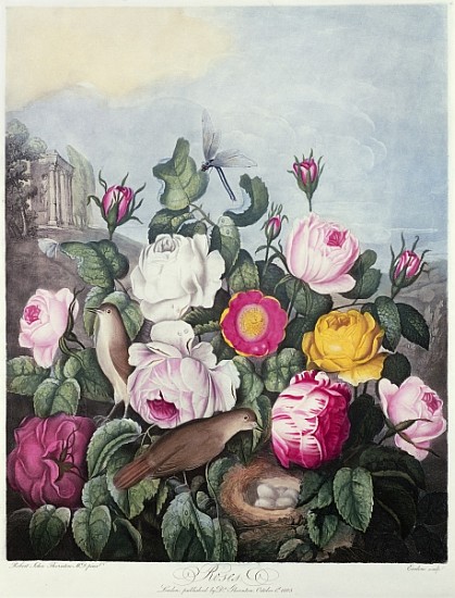 Roses; engraved by Earlom, from ''The Temple of Flora'', by Robert Thornton, pub. 1805 from (after) Robert John Thornton