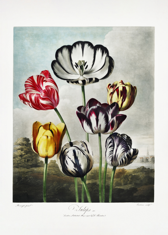 Tulpen aus dem Tempel der Flora (1807) from (after) Robert John Thornton