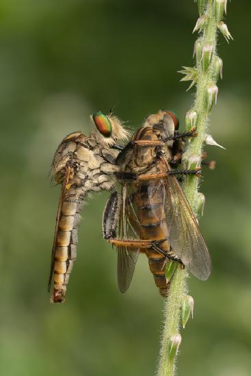 Räuberfliege mit Beute