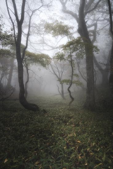 Wald aus Nebel