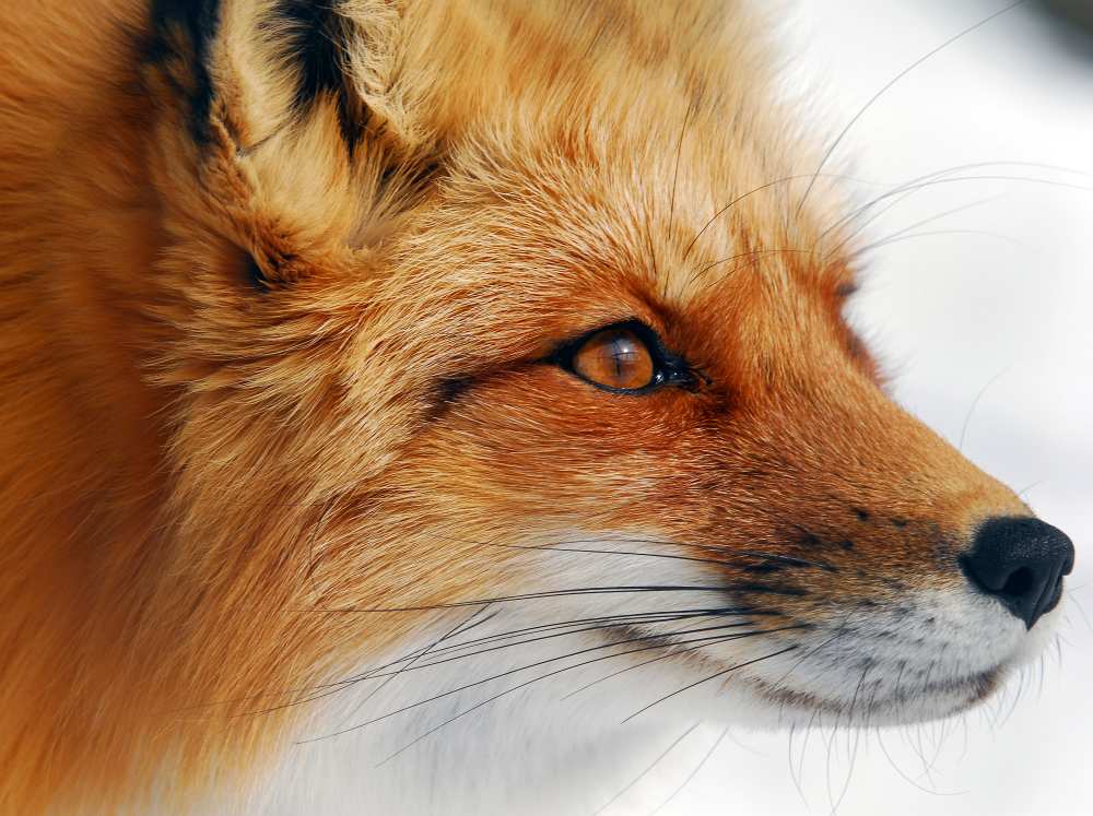 Red Fox from Alain Turgeon