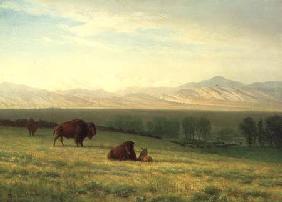 Buffalo on the Plains