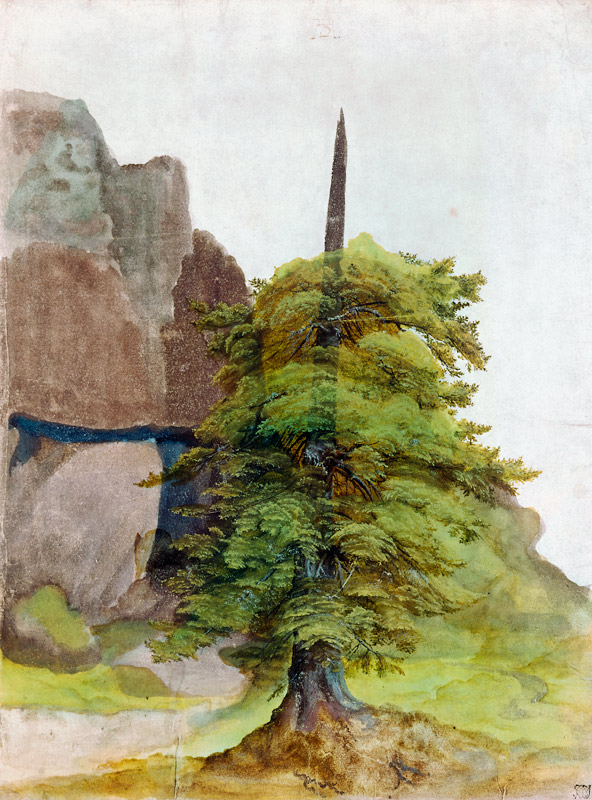 Baum. from Albrecht Dürer