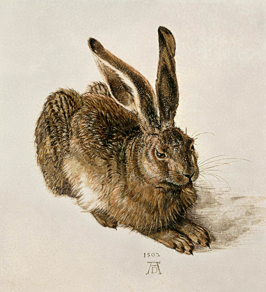 Ein junger Feldhase from Albrecht Dürer