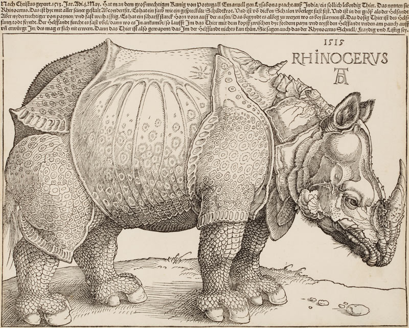 Rhinocerus (Das Rhinozeros) from Albrecht Dürer