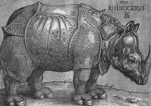 Nashorn from Albrecht Dürer