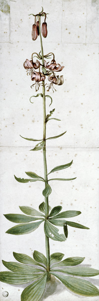 Turks cap lily from Albrecht Dürer