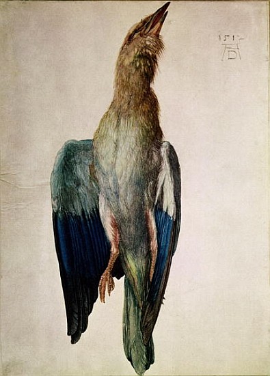 Blue Crow, 1512 (w/c & gouache on vellum) from Albrecht Dürer